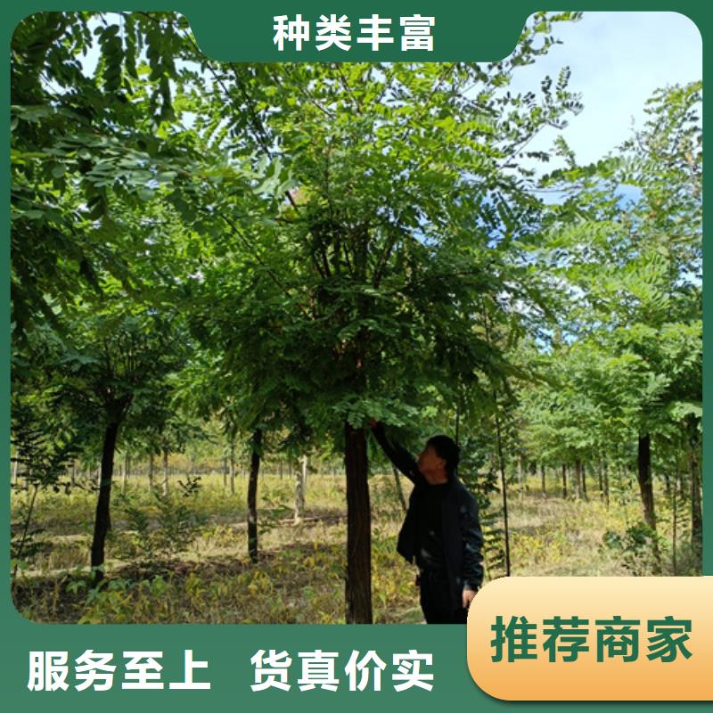 法桐现货充足