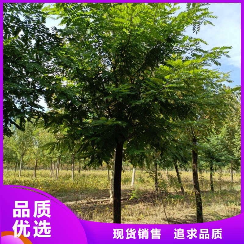 法桐_北京栾库存丰富