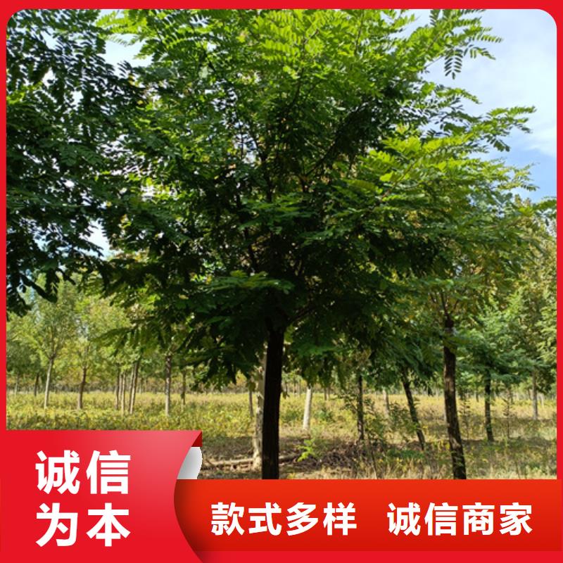 法桐_原生冠法桐批发货源