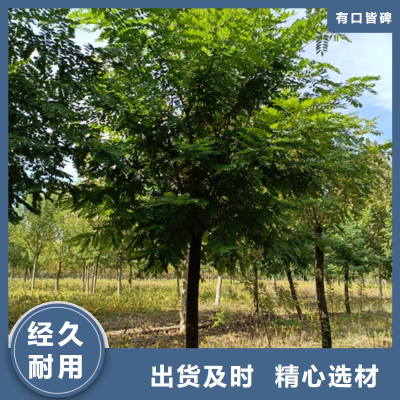 法桐_美国红枫多种规格库存充足
