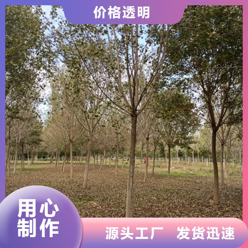 法桐美国红枫无中间商厂家直销