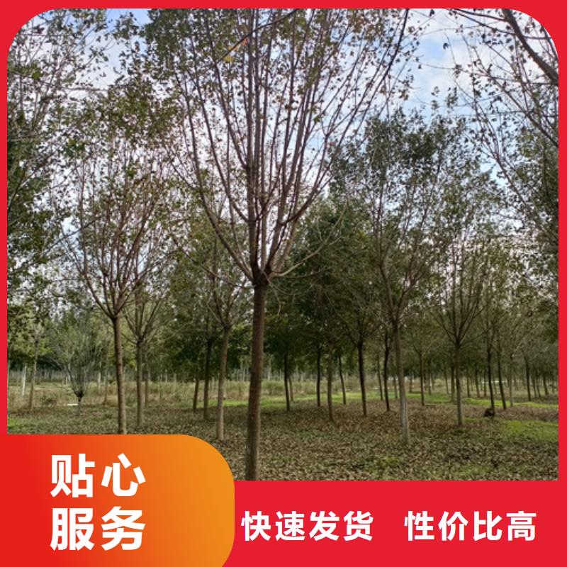 法桐美国红枫有口皆碑