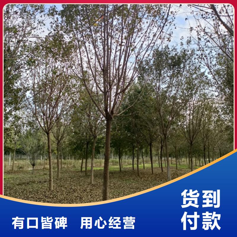 法桐价格低