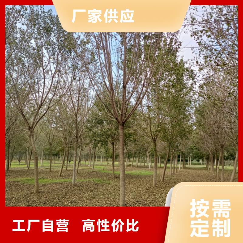 法桐北京栾品质好才是硬道理
