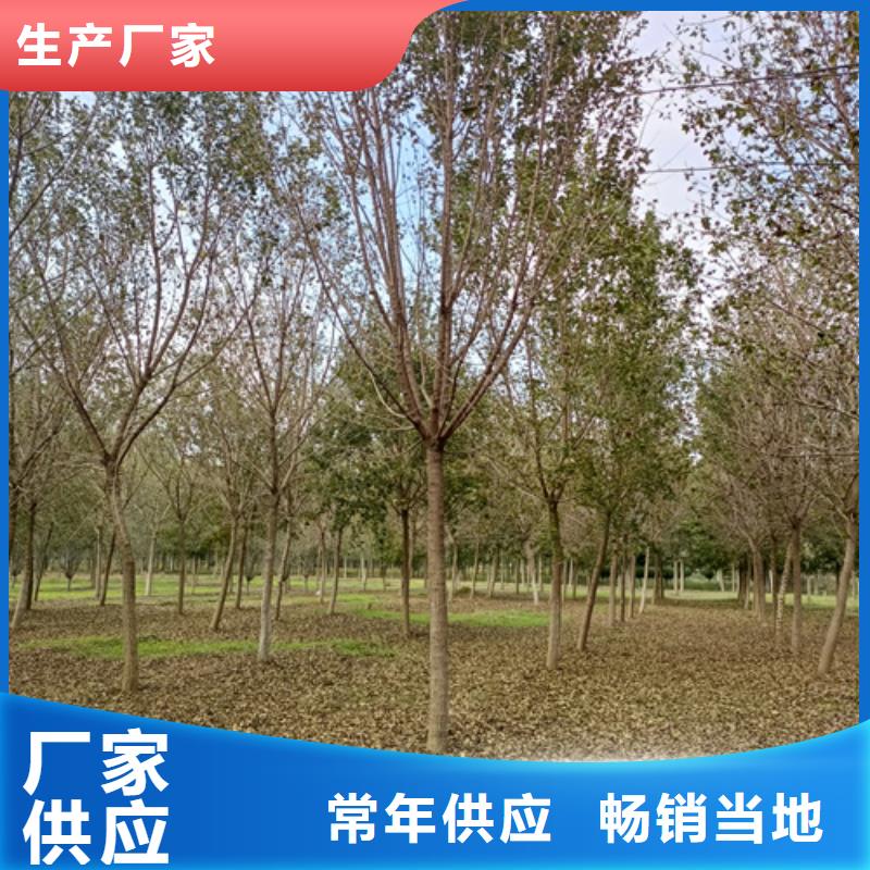  法桐厂家定制