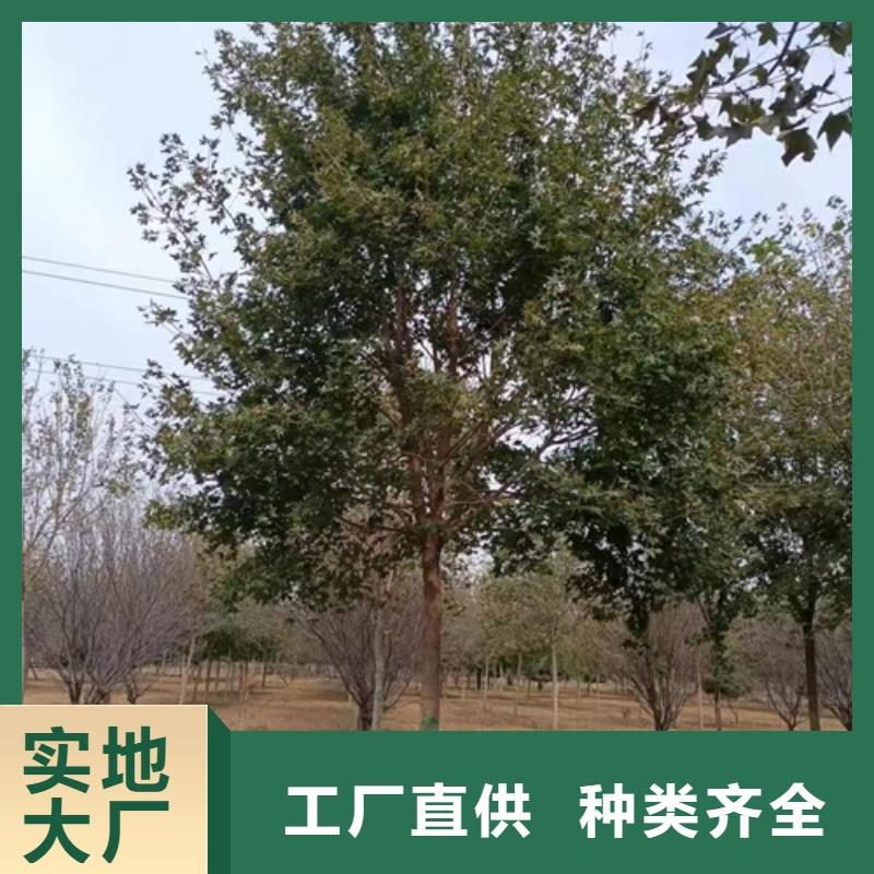 法桐五角枫品质无所畏惧