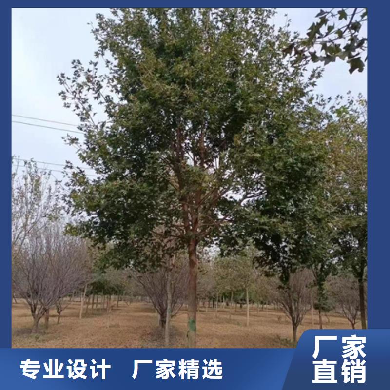 法桐,美国红枫出货及时