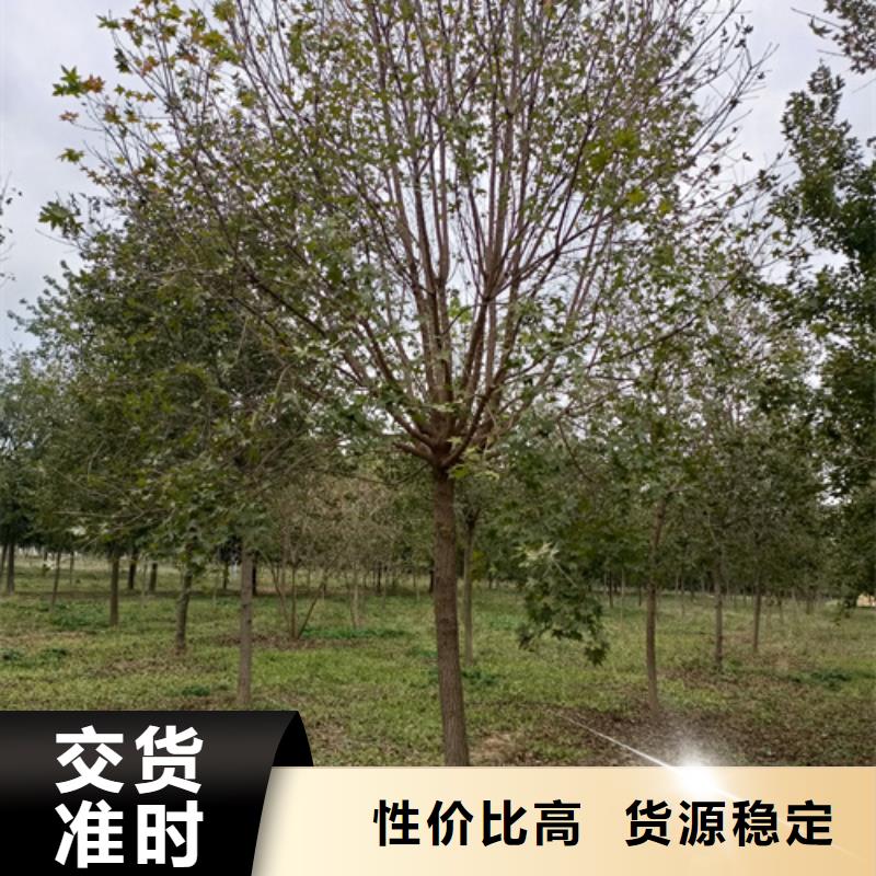 法桐,五角枫品质服务