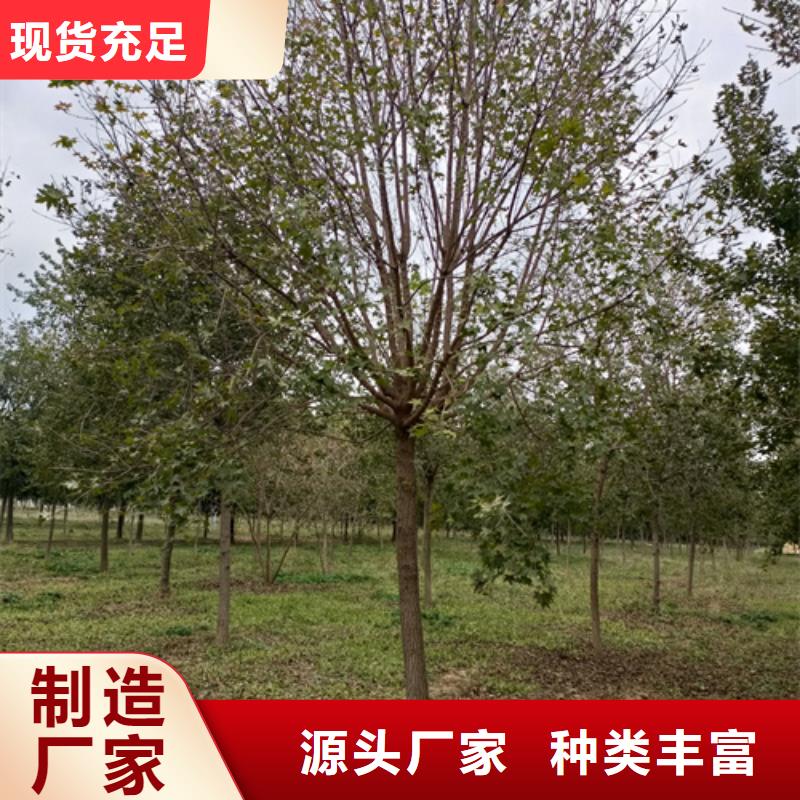 【法桐白蜡型号齐全】