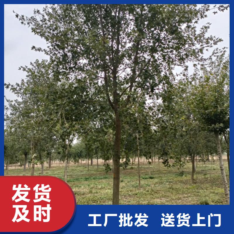 【法桐】西府海棠高质量高信誉