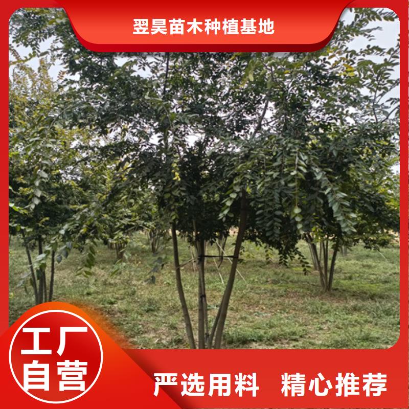 法桐北京栾今日价格