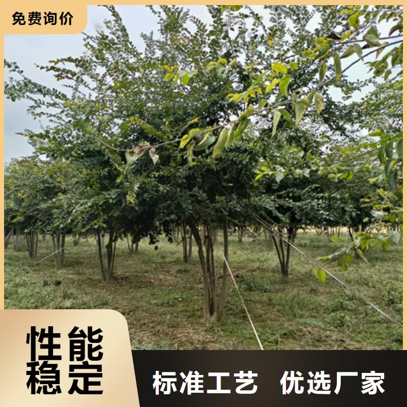 法桐白蜡厂家直销值得选择
