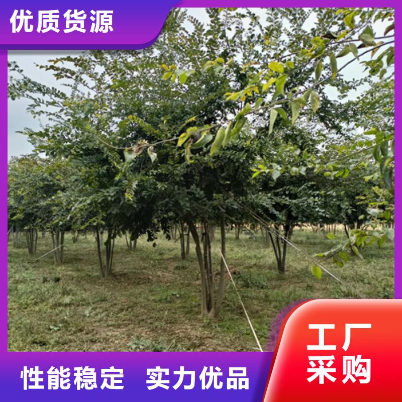 法桐美国红枫一站式服务