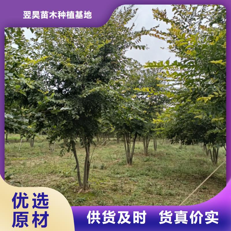 法桐垂丝海棠选择我们选择放心