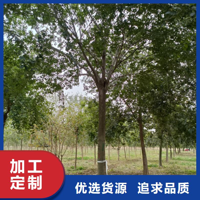法桐国槐实力商家