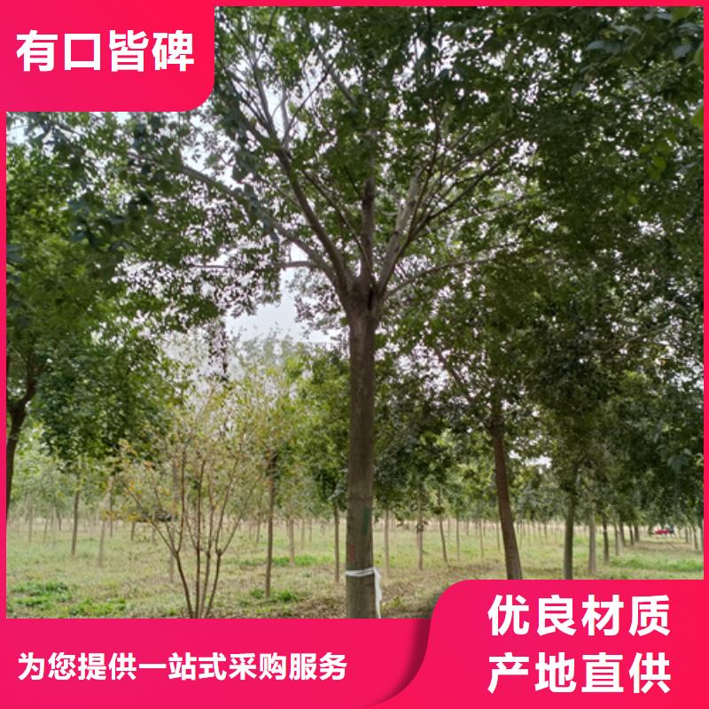 法桐黄金槐专业生产设备