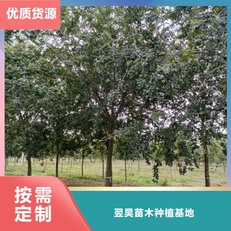 【法桐】白蜡定制零售批发