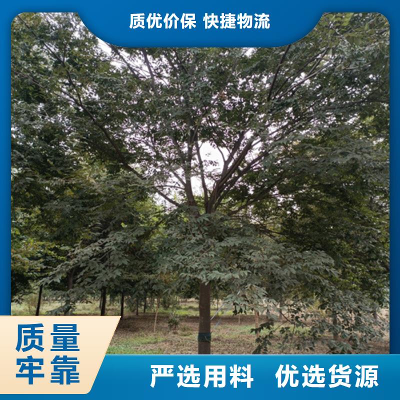 法桐秋紫白蜡货源足质量好