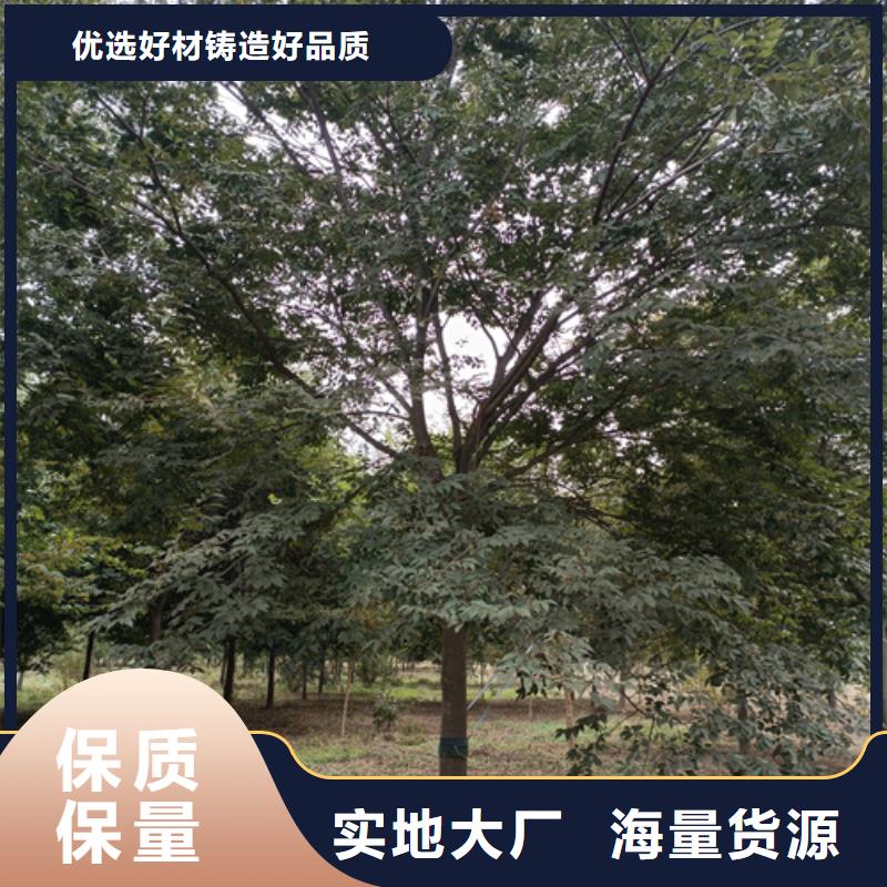 法桐价格低