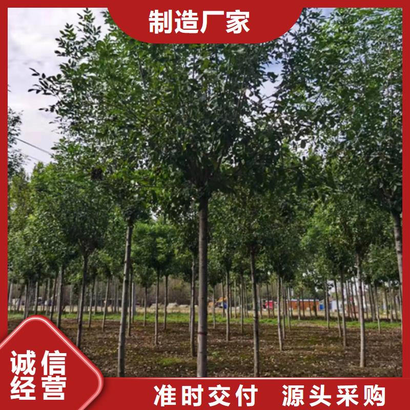 法桐-金叶槐一致好评产品