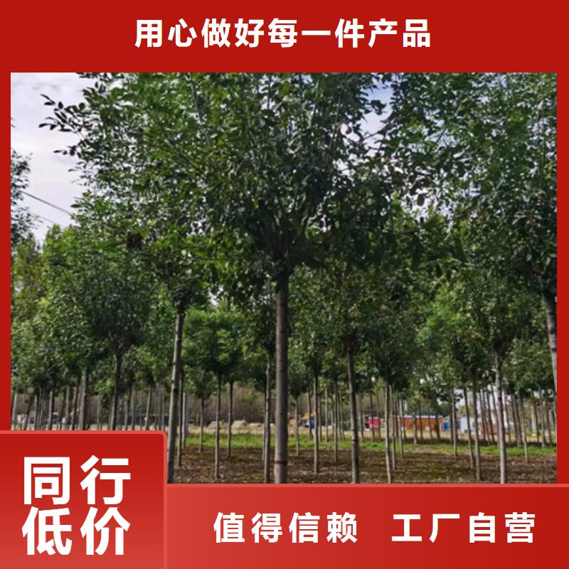 法桐_国槐工厂认证