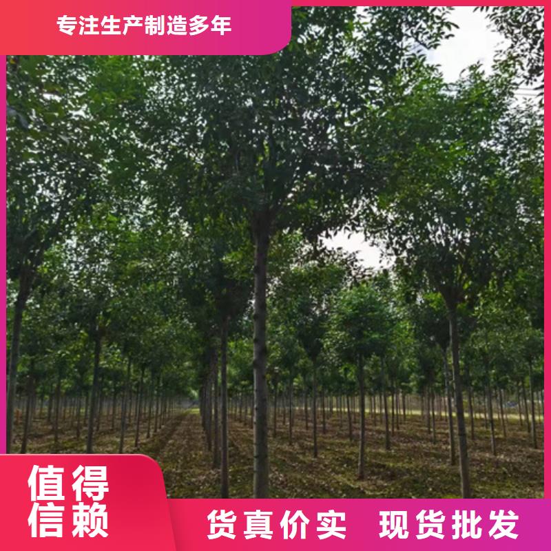 法桐金叶槐源头厂源头货