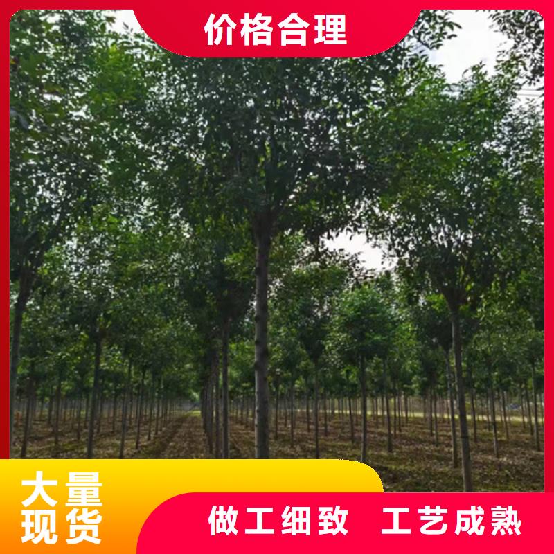 法桐_白蜡厂家直营