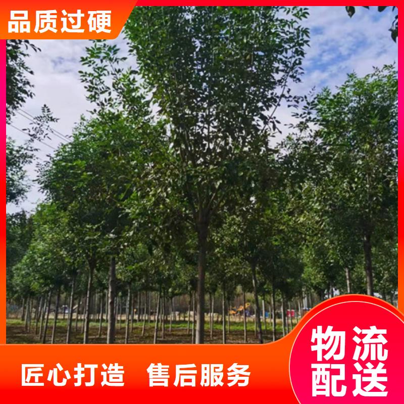 法桐黄金槐海量货源
