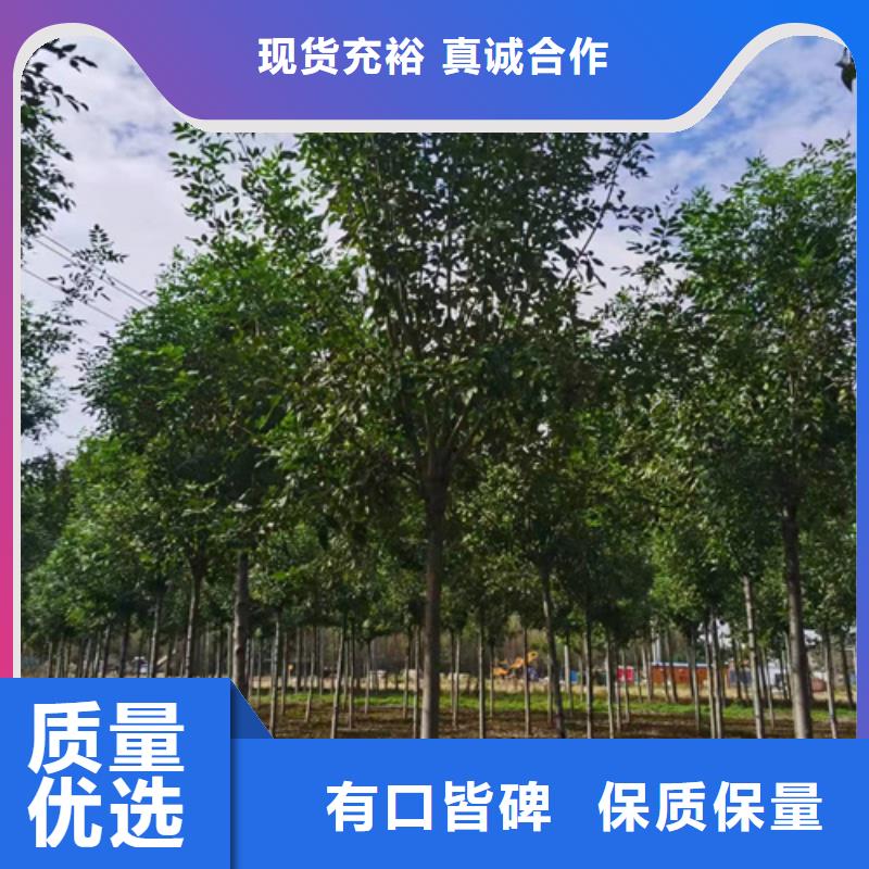 法桐黄金槐产品细节