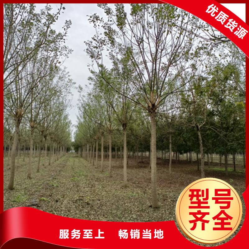 法桐优选厂家