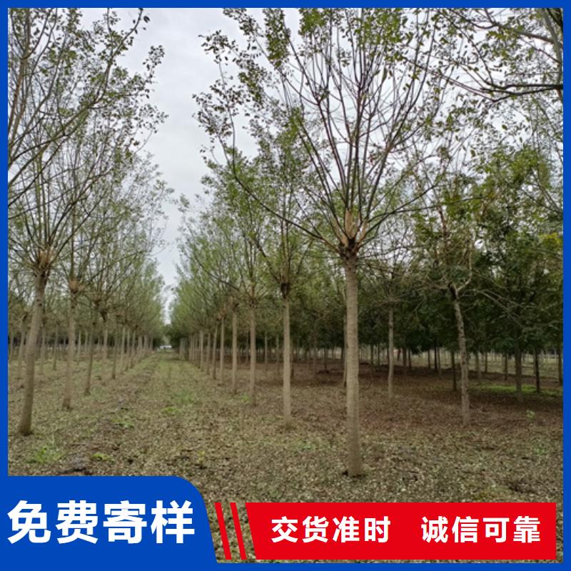  法桐厂家定制