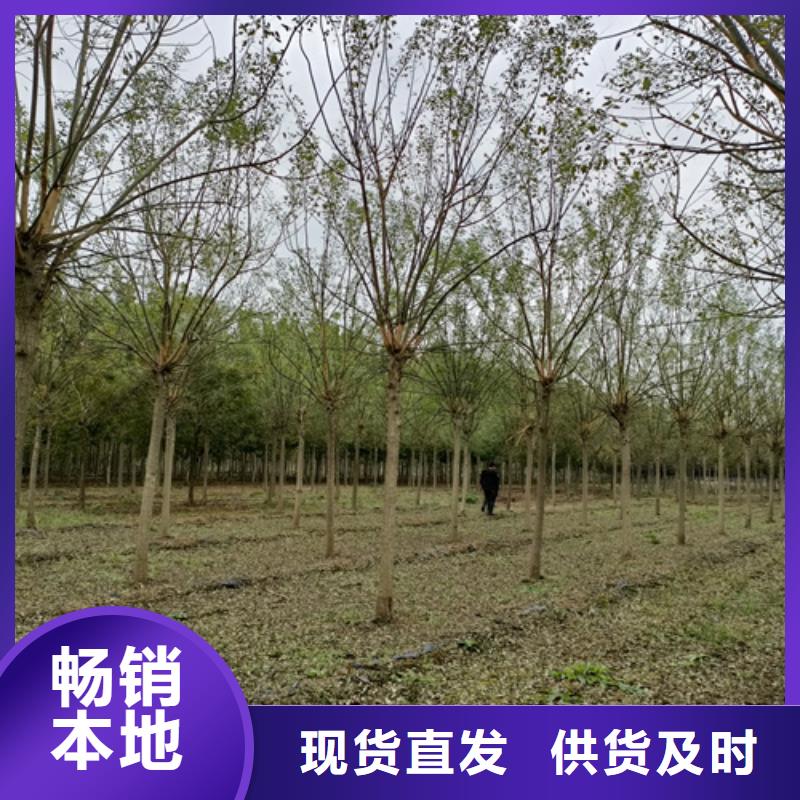 法桐垂丝海棠大品牌值得信赖