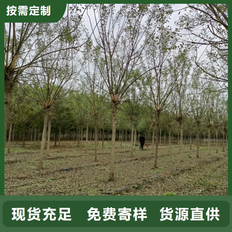 法桐国槐优选好材铸造好品质