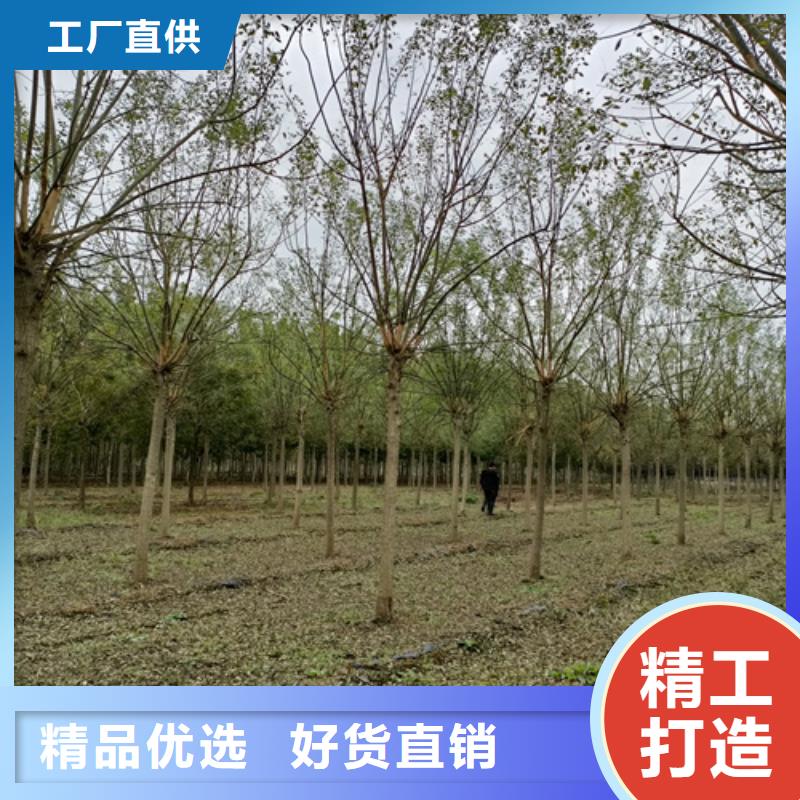 法桐美国红枫现货采购