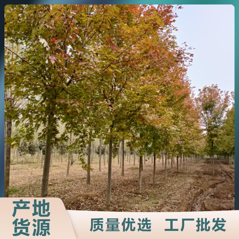 法桐美国红枫一站式服务