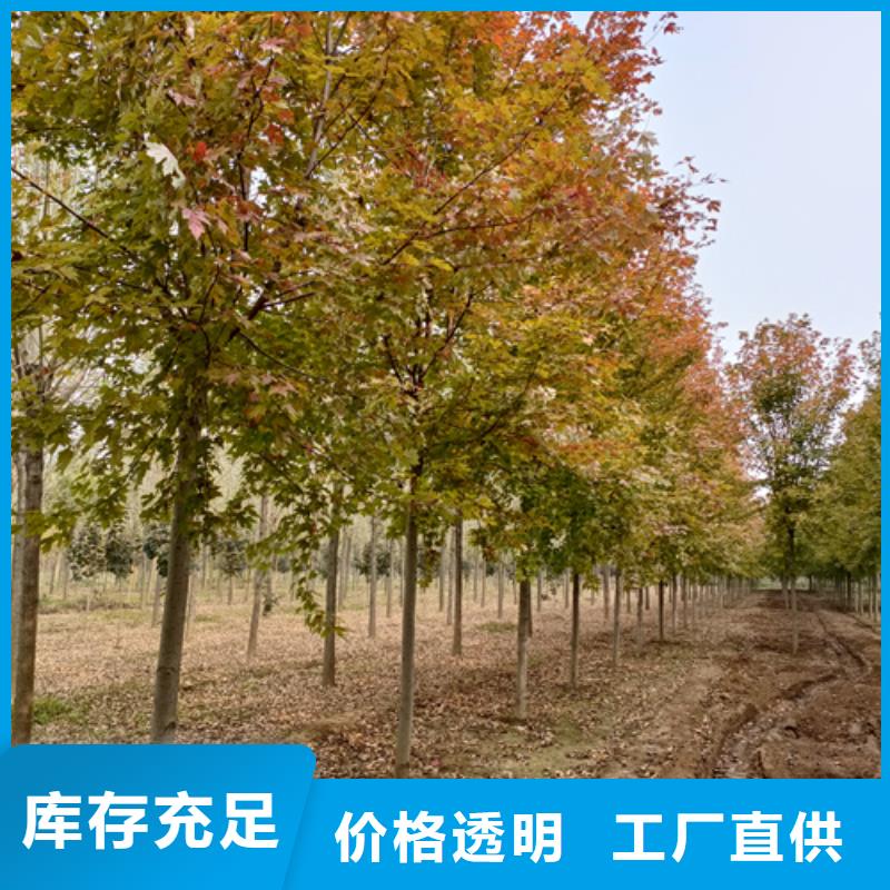 法桐五角枫高性价比
