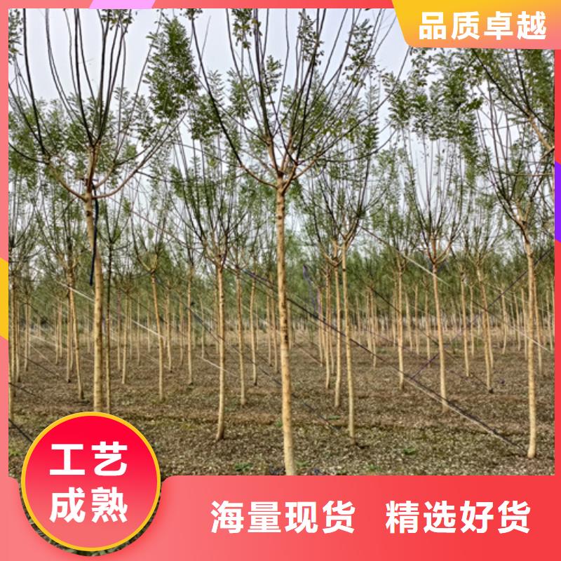 法桐白蜡专注产品质量与服务