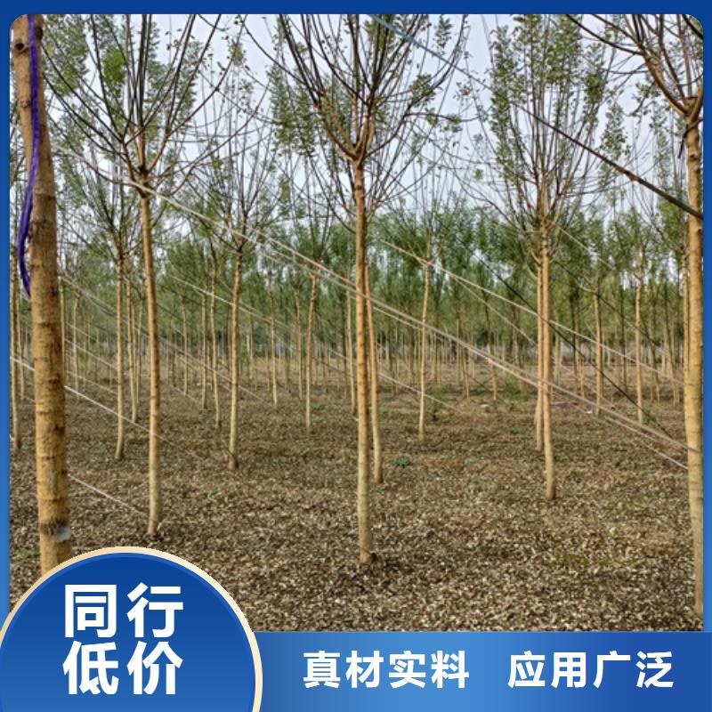 法桐国槐厂家新品