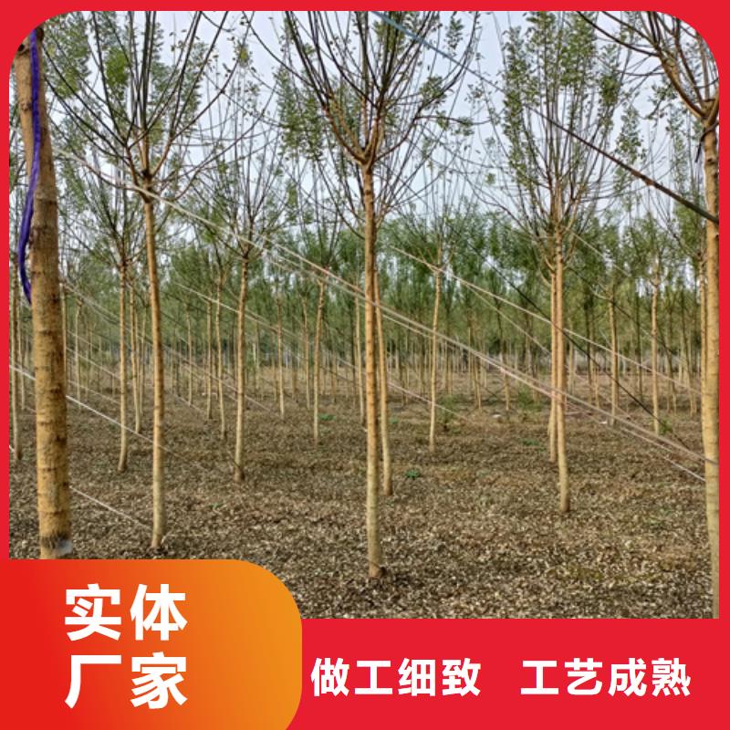 【法桐】-黄金槐厂家直销大量现货