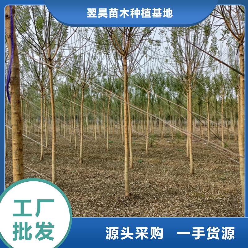 法桐-美国红枫实拍展现