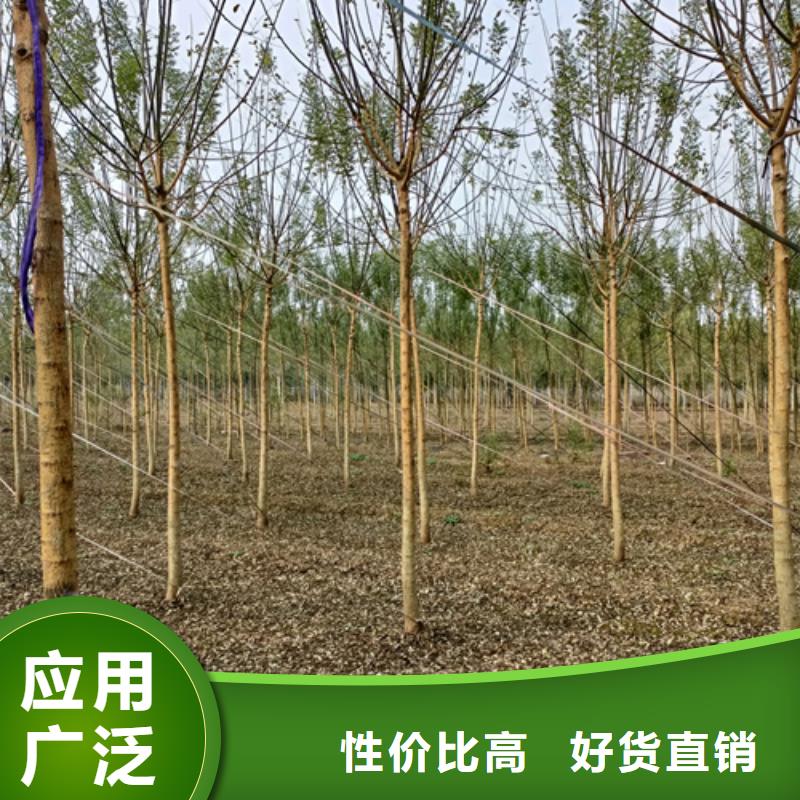 法桐垂丝海棠选择我们选择放心