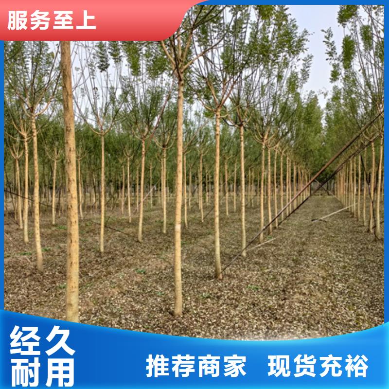 法桐【白蜡】通过检测