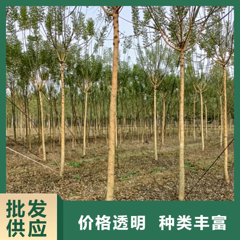 法桐金叶白蜡设计合理