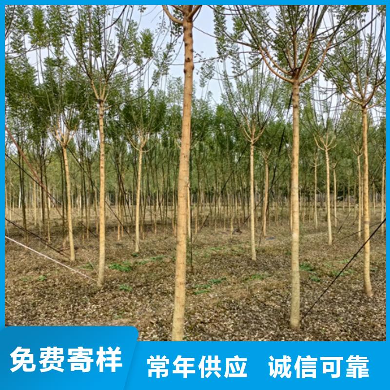 法桐,美国红枫出货及时