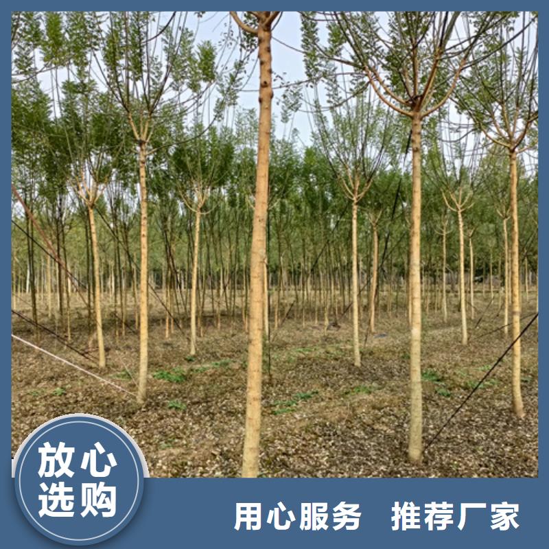 法桐黄金槐物流配送