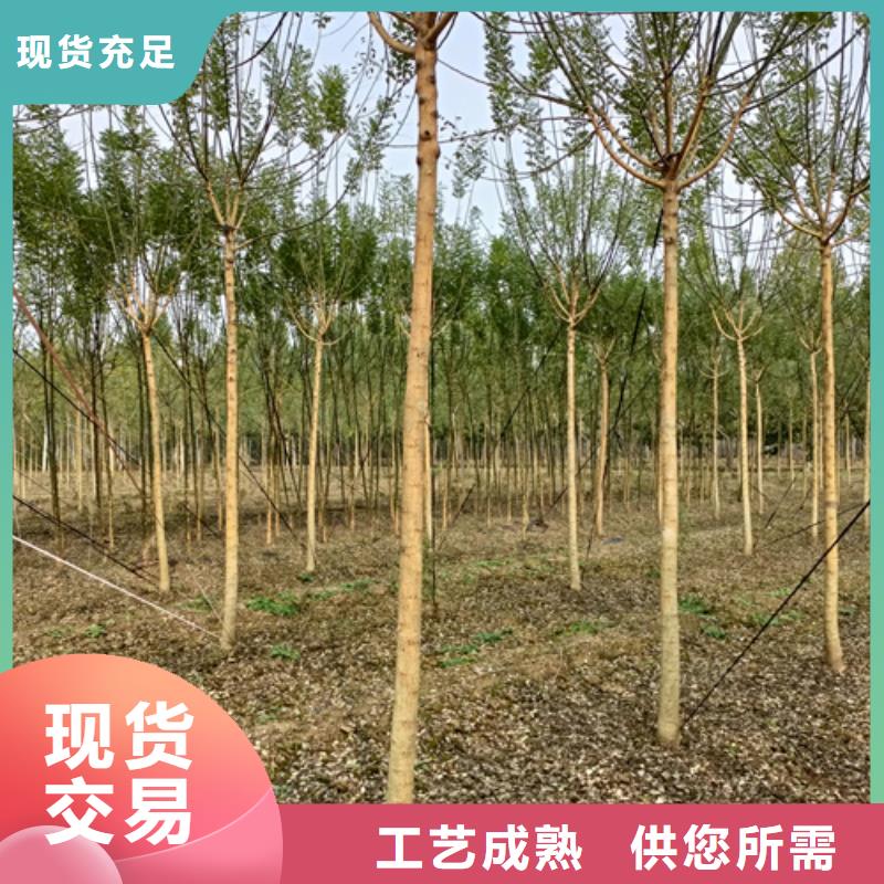 法桐金叶白蜡优选货源