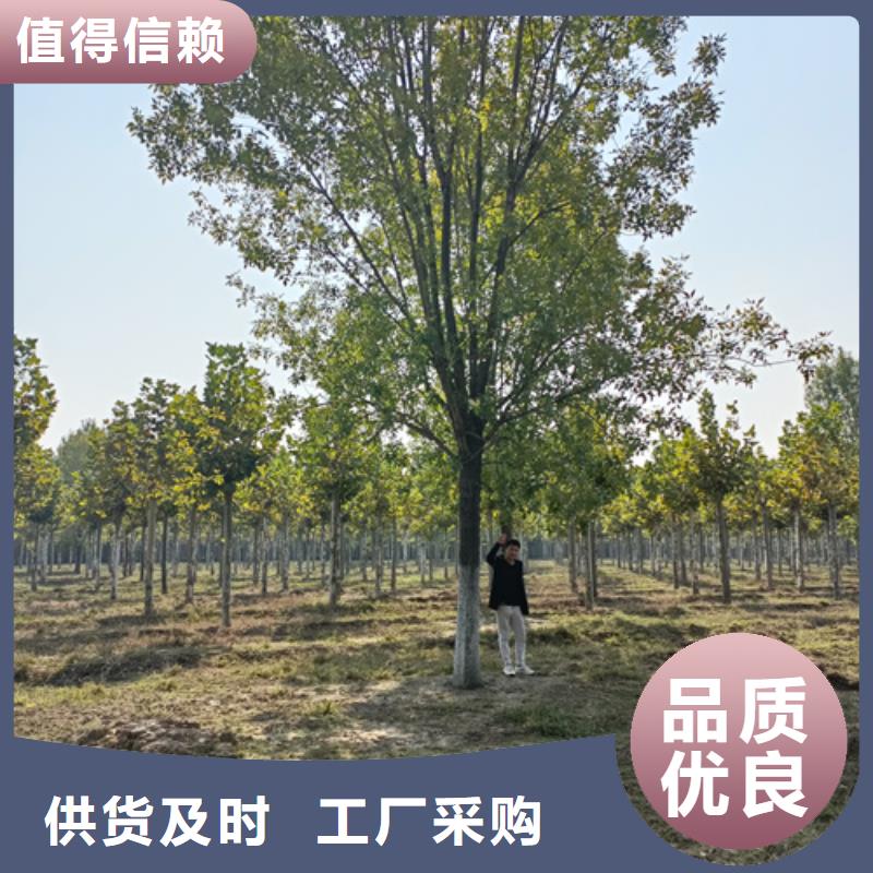 法桐,西府海棠品质保证实力见证