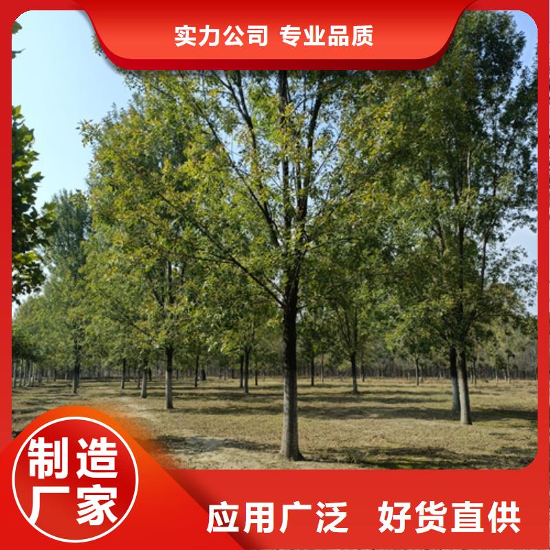 法桐,北京栾可接急单