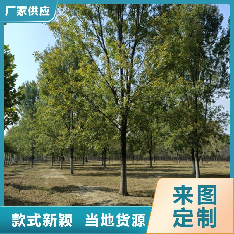 法桐以质量求生存