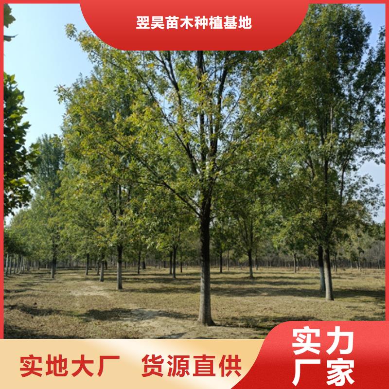 法桐国槐标准工艺